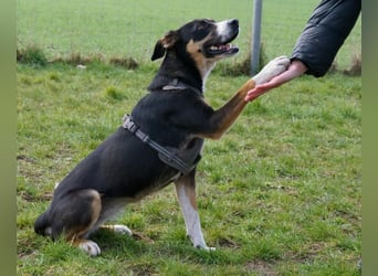 Cookie eine wundervolle junge Familienhündin