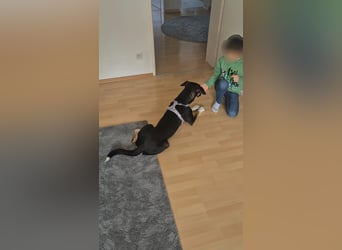 Cookie eine wundervolle junge Familienhündin