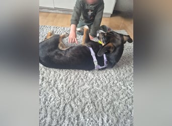 Cookie eine wundervolle junge Familienhündin