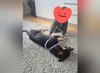 Cookie eine wundervolle junge Familienhündin