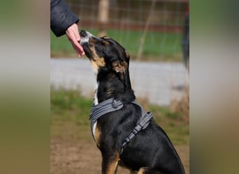 Cookie eine wundervolle junge Familienhündin