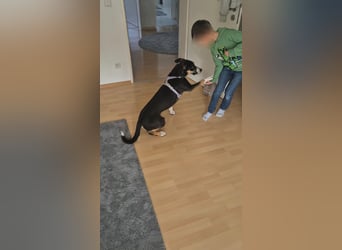 Cookie eine wundervolle junge Familienhündin