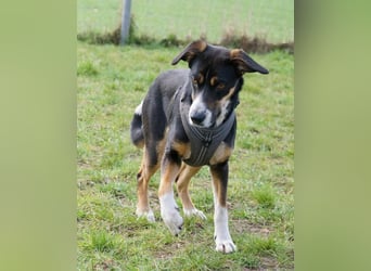 Cookie eine wundervolle junge Familienhündin