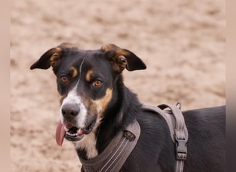 Cookie eine wundervolle junge Familienhündin