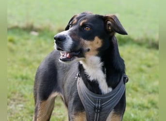 Cookie eine wundervolle junge Familienhündin