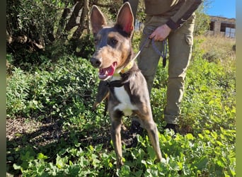 AJES will die Hundeschule besuchen