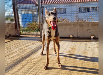 AJES will die Hundeschule besuchen