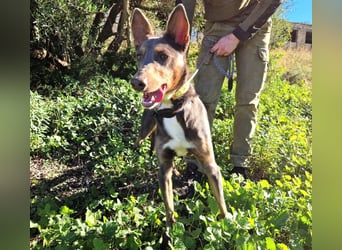 AJES - aktiver Junghund