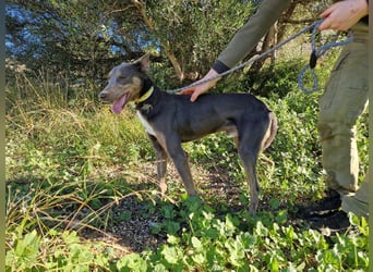 AJES will die Hundeschule besuchen