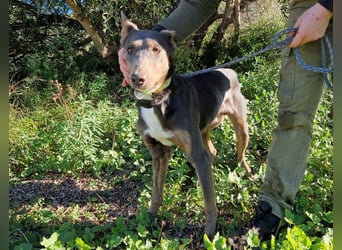 AJES will die Hundeschule besuchen