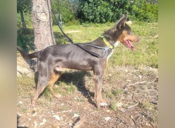 AJES will die Hundeschule besuchen