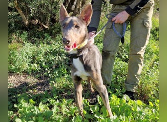 AJES will die Hundeschule besuchen