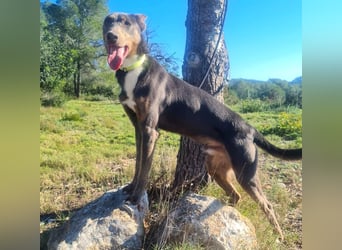 AJES will die Hundeschule besuchen