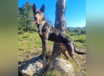 AJES will die Hundeschule besuchen