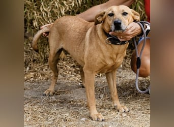 ⚡️Carrie und Terry ⚡️2 von ~ 650 Hunden in der Cantinho da Milu⚡️