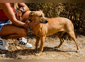 ⚡️Carrie und Terry ⚡️2 von ~ 650 Hunden in der Cantinho da Milu⚡️