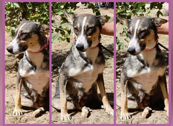 ⚡️Carrie und Terry ⚡️2 von ~ 650 Hunden in der Cantinho da Milu⚡️