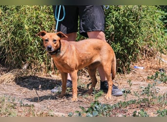 ⚡️Carrie und Terry ⚡️2 von ~ 650 Hunden in der Cantinho da Milu⚡️