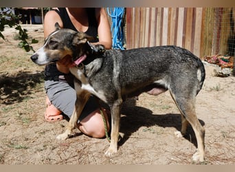 ⚡️Carrie und Terry ⚡️2 von ~ 650 Hunden in der Cantinho da Milu⚡️