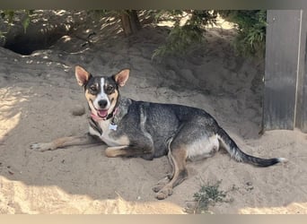 ⚡️Carrie und Terry ⚡️2 von ~ 650 Hunden in der Cantinho da Milu⚡️