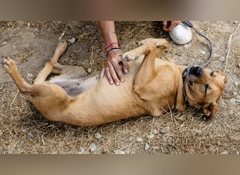 ⚡️Carrie und Terry ⚡️2 von ~ 650 Hunden in der Cantinho da Milu⚡️