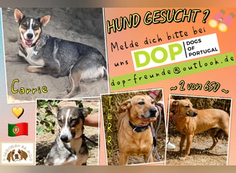 ⚡️Carrie und Terry ⚡️2 von ~ 650 Hunden in der Cantinho da Milu⚡️