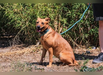 ⚡️Carrie und Terry ⚡️2 von ~ 650 Hunden in der Cantinho da Milu⚡️