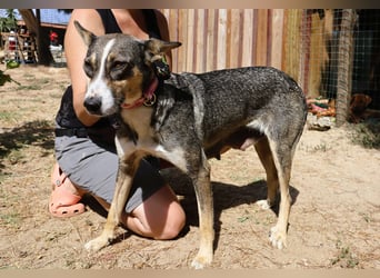 ⚡️Carrie und Terry ⚡️2 von ~ 650 Hunden in der Cantinho da Milu⚡️