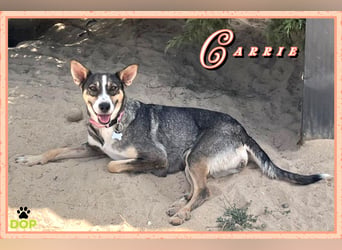 Sanfte und schüchterne ♦️Hündin Carrie♦️ spielt gerne…