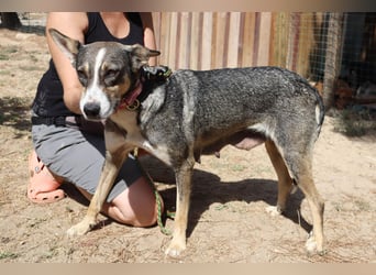 ⚡️Carrie und Terry ⚡️2 von ~ 650 Hunden in der Cantinho da Milu⚡️