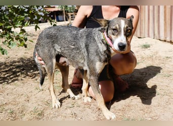 ⚡️Carrie und Terry ⚡️2 von ~ 650 Hunden in der Cantinho da Milu⚡️