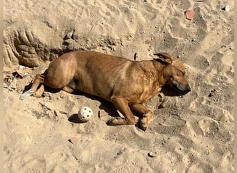 ⚡️Carrie und Terry ⚡️2 von ~ 650 Hunden in der Cantinho da Milu⚡️