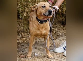 ⚡️Carrie und Terry ⚡️2 von ~ 650 Hunden in der Cantinho da Milu⚡️