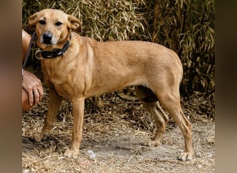 ⚡️Carrie und Terry ⚡️2 von ~ 650 Hunden in der Cantinho da Milu⚡️