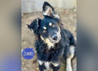 Jimbo ein Seelenhund