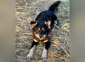 Jimbo ein Seelenhund