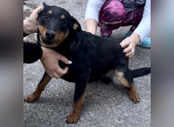 Fibio ein wunderhübscher Rüde