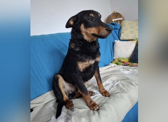 Fibio ein wunderhübscher Rüde