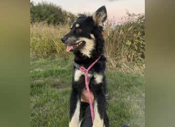 Jimbo ein Seelenhund