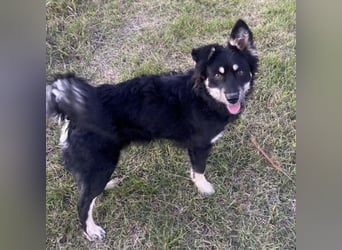 Jimbo ein Seelenhund