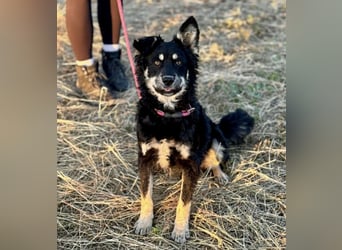 Jimbo ein Seelenhund