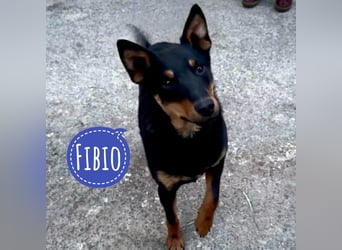 Fibio ein wunderhübscher Rüde