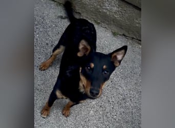 Fibio ein wunderhübscher Rüde