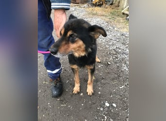 Paco Senior für Senioren