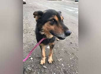Paco Senior für Senioren