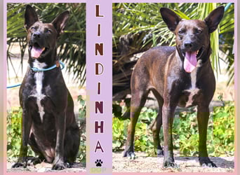 Powerlady Lindinha ✅ liebt Katzen und Menschen