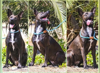 Powerlady Lindinha ✅ liebt Katzen und Menschen