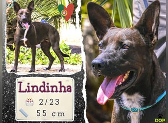 Powerlady Lindinha ✅ liebt Katzen und Menschen