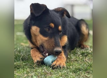 Pluton ein richtiger Teenie