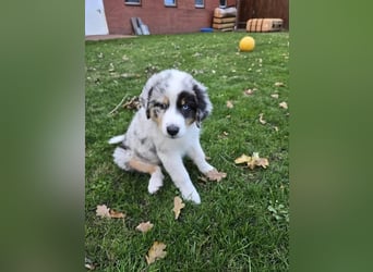 Australian shepherd Hündin – geimpft, entwurmt, gechipt, mit EU-Heimtierausweis